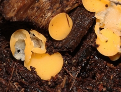 Phaeohelotium baileyanum