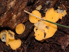 Phaeohelotium baileyanum