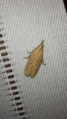 Ematheudes punctella