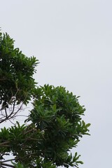 Protorhus longifolia