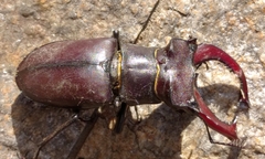 Lucanus cervus turcicus