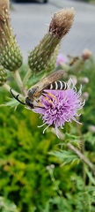 Halictus scabiosae
