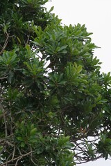 Protorhus longifolia