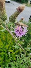 Halictus scabiosae