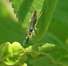 Heterotoma planicornis