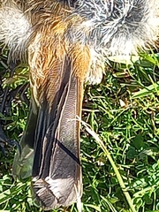 Acanthiza inornata