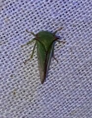 Stictocephala militaris