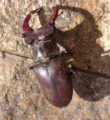 Lucanus cervus turcicus