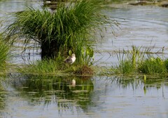 Sterna hirundo longipennis