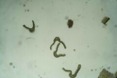 Dicranum acutifolium