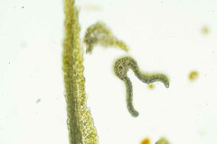 Dicranum acutifolium