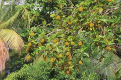 Artocarpus hirsutus
