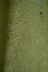 Dicranum acutifolium