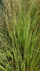 Juncus