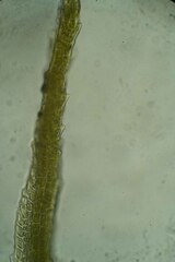 Dicranum acutifolium