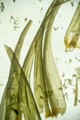 Dicranum acutifolium