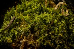 Dicranum acutifolium