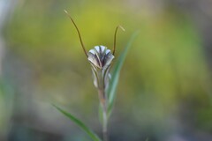 Pterostylis dolichochila