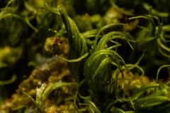 Dicranum acutifolium