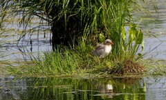 Sterna hirundo longipennis