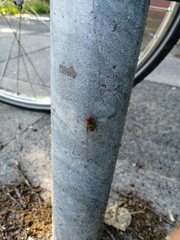 Syrphus