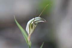Pterostylis dolichochila