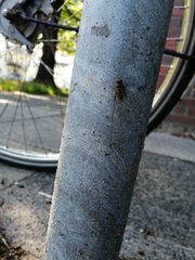Syrphus