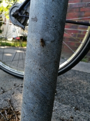 Syrphus