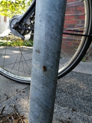Syrphus