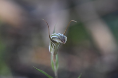 Pterostylis dolichochila