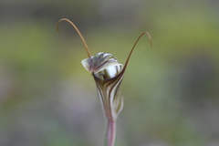 Pterostylis dolichochila