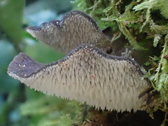 Pseudohydnum orbiculare