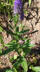 Veronica spicata
