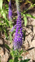 Veronica spicata