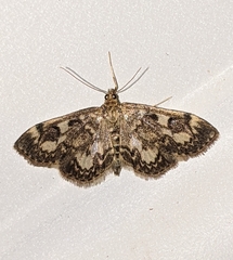 Anania tertialis