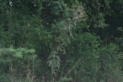 Berkheya bipinnatifida