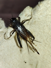 Svercus palmetorum