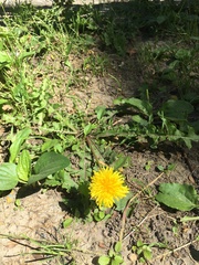 Taraxacum officinale