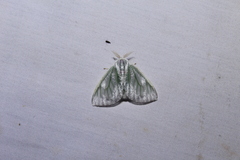 Arctornis marginalis