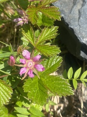 Rubus arcticus