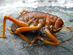 Deinacrida pluvialis