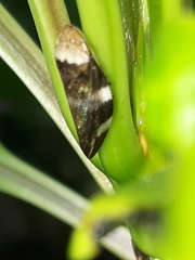 Ptyelinellus praefractus