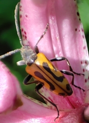 Brachyta interrogationis