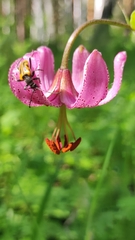 Brachyta interrogationis