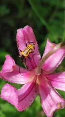 Brachyta interrogationis