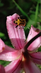 Brachyta interrogationis