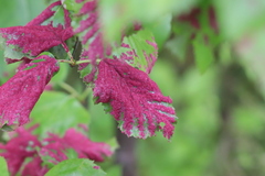 Acalitus longisetosus