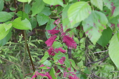 Acalitus longisetosus