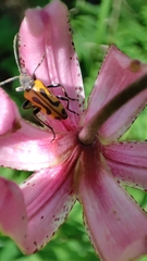 Brachyta interrogationis