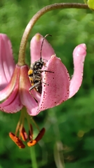 Brachyta interrogationis